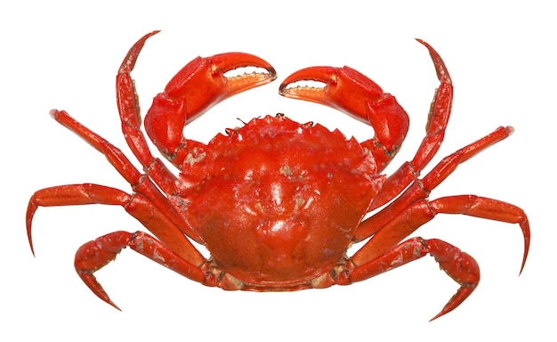 Photo le crabe rouge.