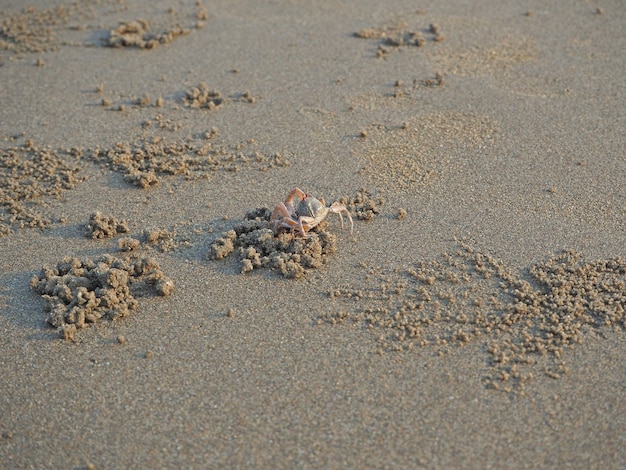 Un crabe des sables longe une plage de sable et creuse des trous