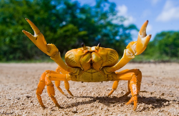 Photo le crabe terrestre se tient sur le sol et étend ses griffes