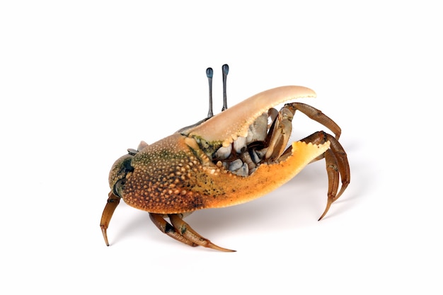 Crabe violoniste gros plan sur surface blanche crabe comando ocypodidae gros plan crabe violon jaune