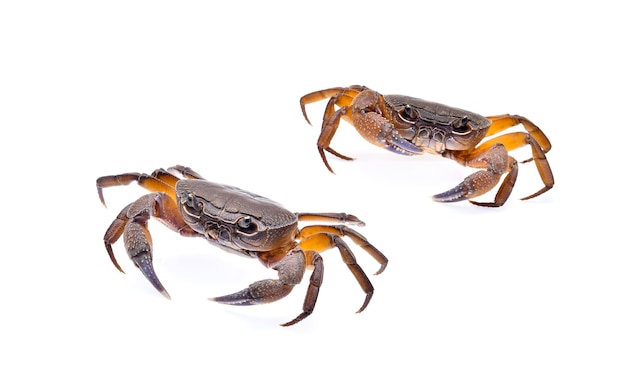 Crabe violoniste isolé sur fond blanc