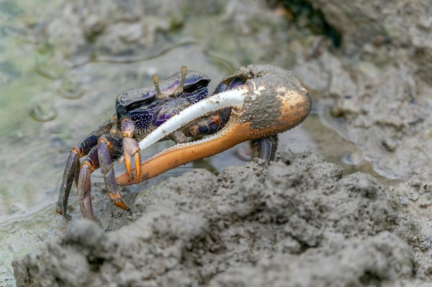 Crabe violoniste mâle (Uca sp.) dans la boue dans la forêt de mangrove