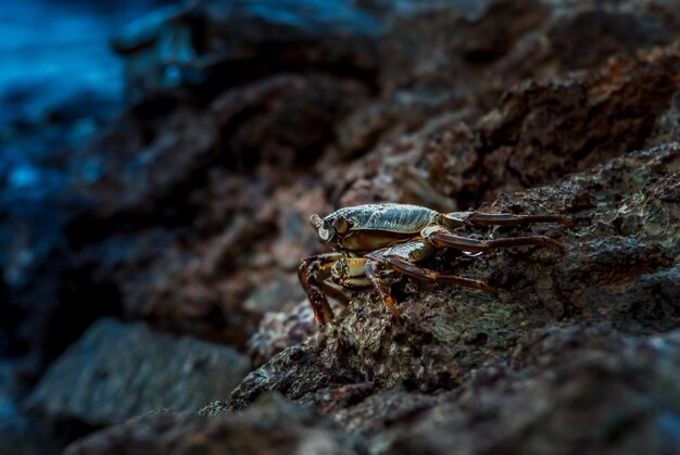 Crabe vivant à l'état sauvage debout sur les rochers dans la mer