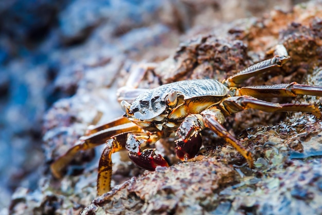 Crabe vivant à l'état sauvage debout sur les rochers dans la mer