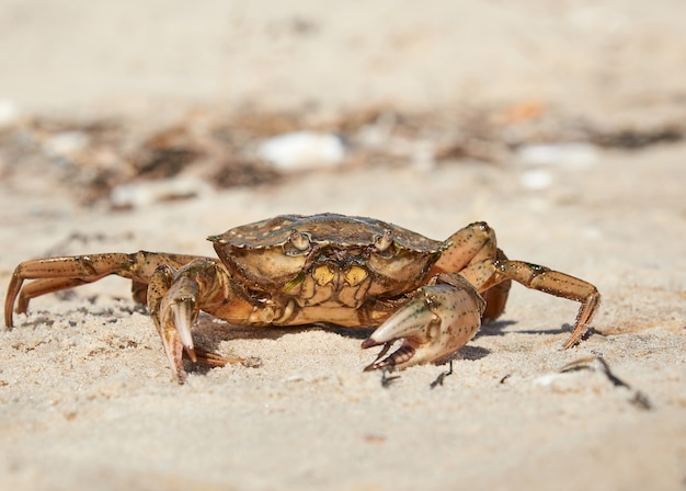 Crabe vivant sur la rive sablonneuse de la mer