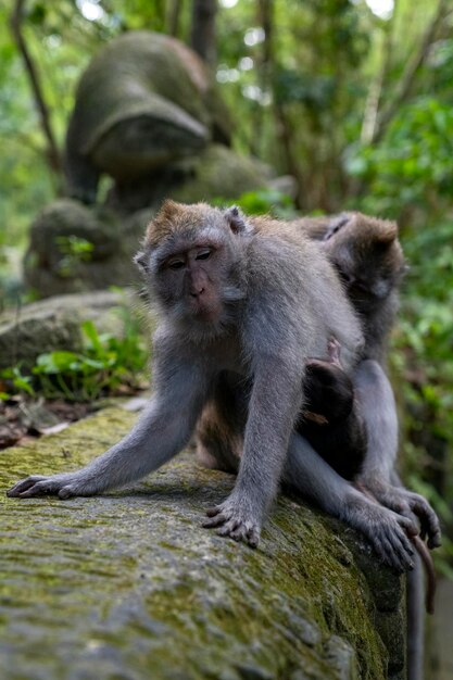 Crabeating macaques Macaca fascicularis lat à Monkey Forest à Ubud Bali Indonésie