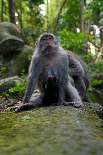 Crabeating macaques Macaca fascicularis lat à Monkey Forest à Ubud Bali Indonésie