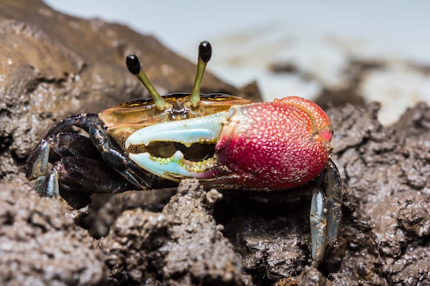 Crabes colorés