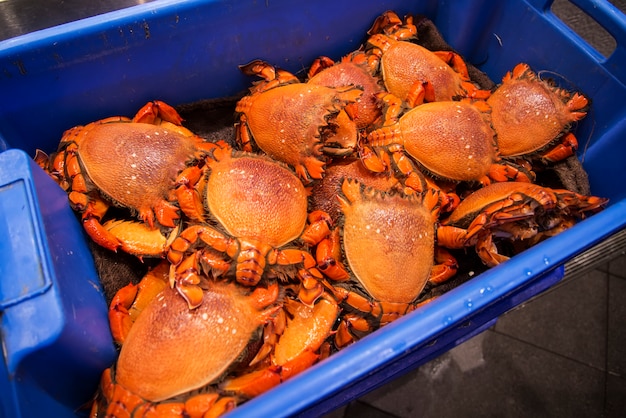 Crabes sur le marché