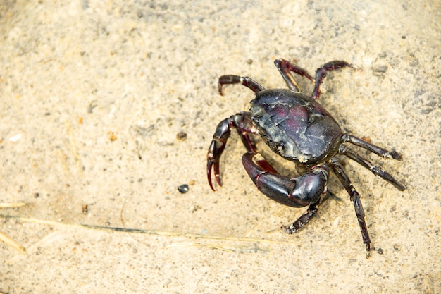 Photo crabes de rizières marchant sur le terrain.