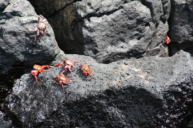 Crabes sur un rocher dans les îles Galapagos