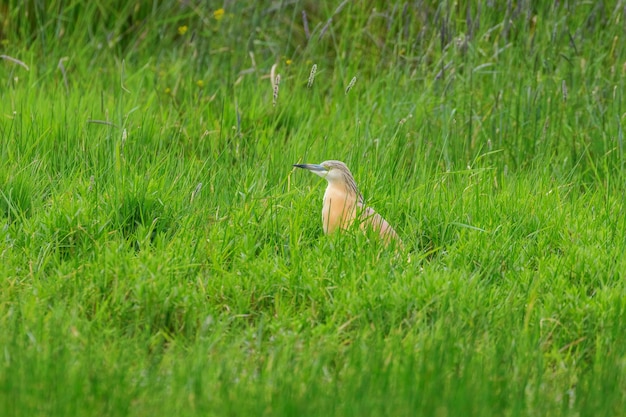 Crabier chevelu dans l'habitat des prairies marécageuses