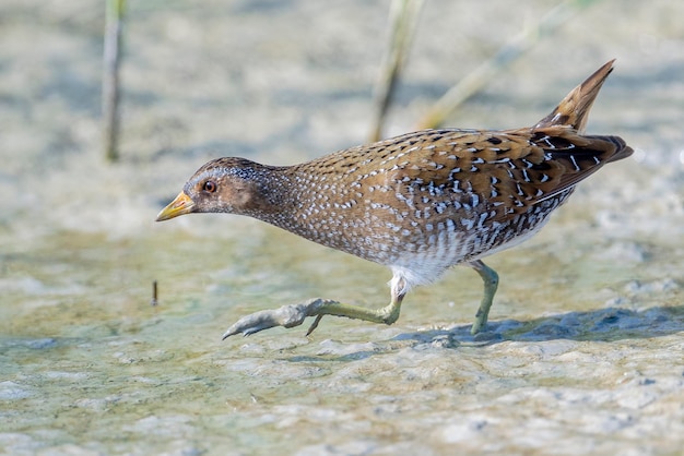 Crake tacheté Porzana porzana Malaga Espagne