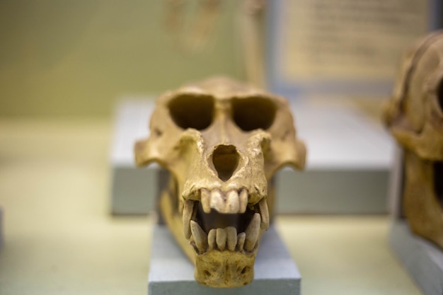 Crâne d'un ancien singe dans un musée de la nature