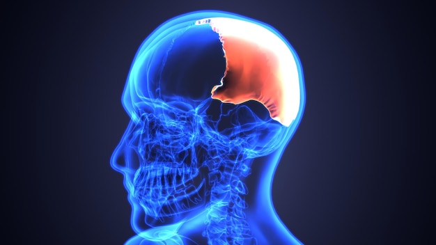 Photo un crâne avec un cerveau bleu et rouge et la moitié inférieure de celui-ci