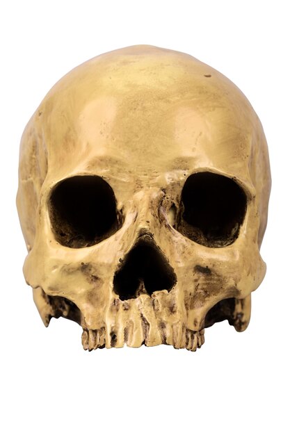 Crâne de crâne humain isolé sur fond blanc