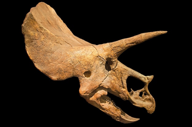 Crâne de fossiles Triceratops sur fond isolé noir