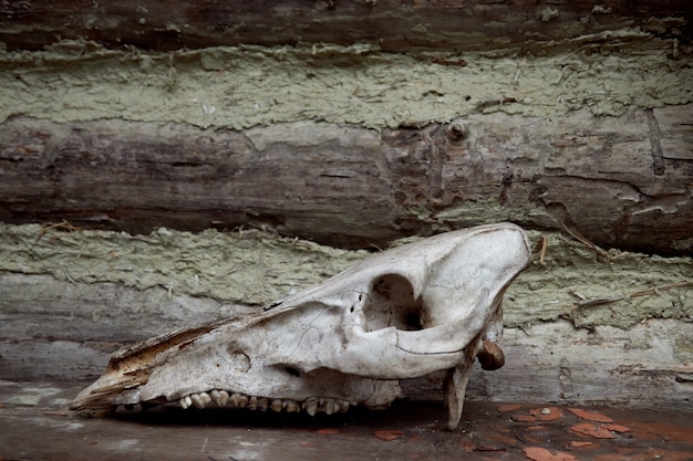 Crâne d'herbivore sur mur gris en bois