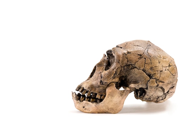 crâne d'homme préhistorique crâne d'homo neanderthalensis isolé sur fond blanc texte