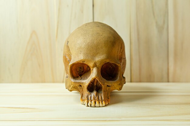 Crâne humain sur bois pour le contenu du corps humain ou halloween.