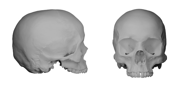 Crâne humain sur fond blanc rendu d
