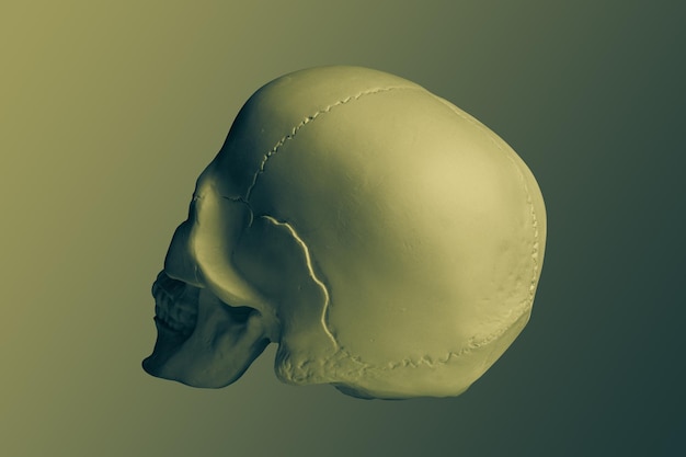 Crâne humain de gypse de couleur bronze isolé sur fond coloré Crâne de modèle d'échantillon de plâtre pour les étudiants des écoles d'art Concept d'anatomie et d'éducation artistique en science médico-légale Maquette pour la conception de dessin