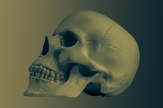 Crâne humain en gypse de couleur bronze isolé sur fond coloré. Crâne de modèle d'échantillon de plâtre pour les étudiants des écoles d'art. Concept de science médico-légale, d'anatomie et d'éducation artistique. Maquette pour la conception de dessin.