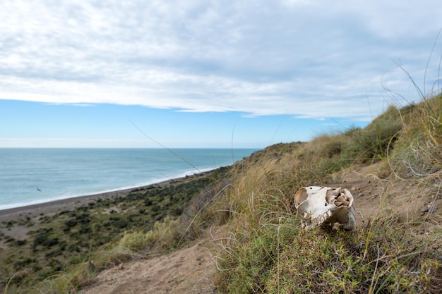 Crâne et os de mouton au sol