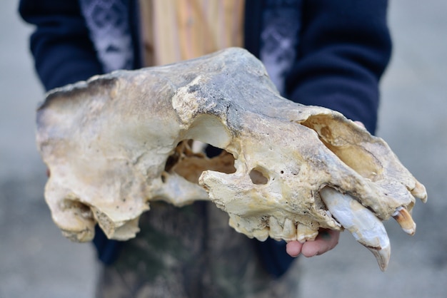 Le crâne d'un ours des cavernes entre les mains des hommes