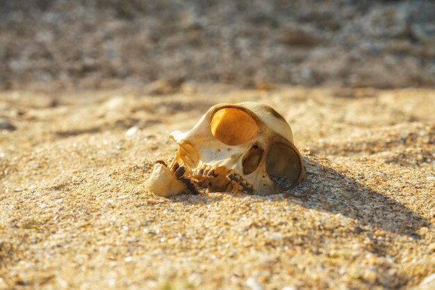 Photo crâne de singe animal dans un désert de sable