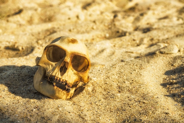 Photo crâne de singe animal dans un désert de sable