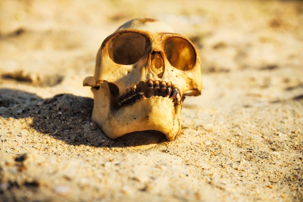 Photo crâne de singe animal dans un désert de sable