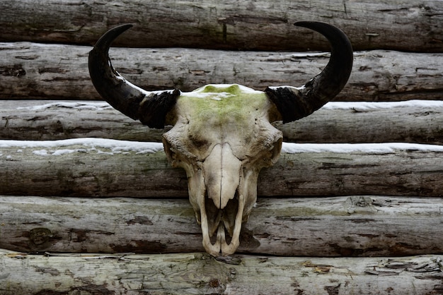 Crâne d'un taureau sur un mur en bois d'une ancienne forteresse