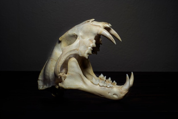 Photo crâne de tigre