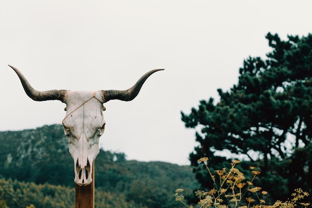 Un crâne de vache dans un coffre en bois