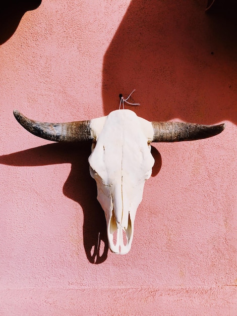 Photo un crâne de vache suspendu dans un pueblo du désert