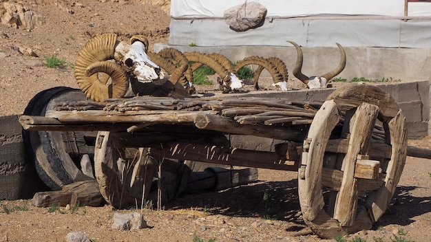 Crânes de chèvres des montagnes sur un chariot en bois près du monastère d'Ongi en Mongolie