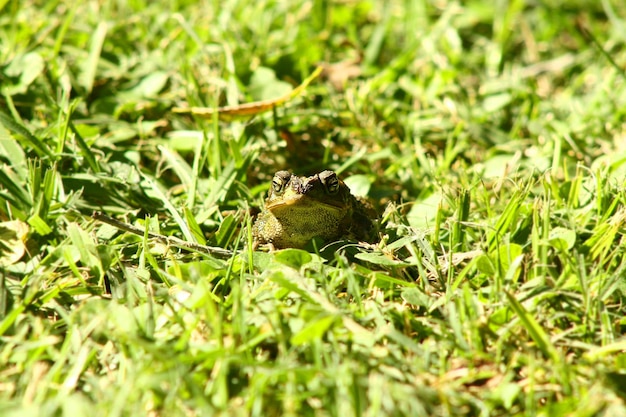 Crapaud caché dans l'herbe