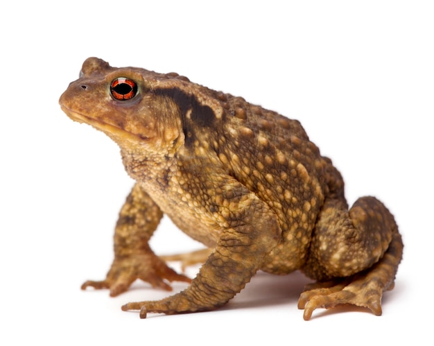 Crapaud commun, Bufo bufo, contre fond blanc