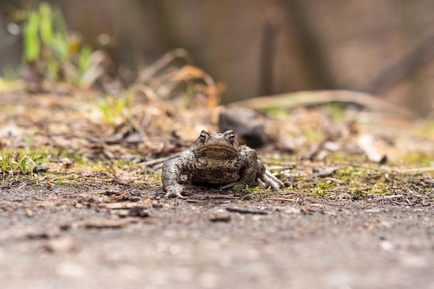 Crapaud commun sur le point de traverser la route