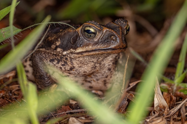 Crapaud Cururu adulte de l'espèce Rhinella diptycha