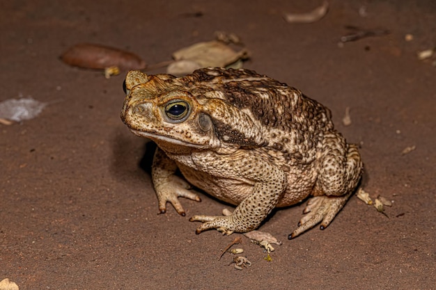 Crapaud cururu adulte