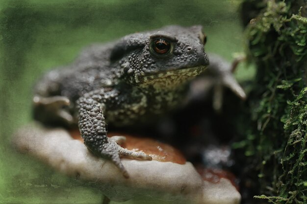 crapaud dans la forêt macro / amphibien, reptile dans la forêt, grenouille animal sauvage dans la forêt