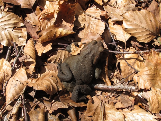 Crapaud dans une forêt