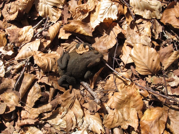 Crapaud dans une forêt