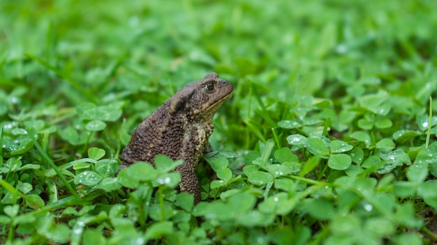 Le crapaud est assis sur l'herbe verte, regarde sur le côté. Une grenouille dans le trèfle, une grenouille froide glissante dans la nature, des verrues sur la peau