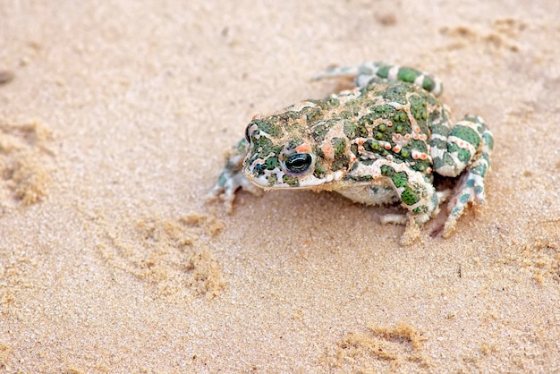 Le crapaud est assis sur un sable et attend