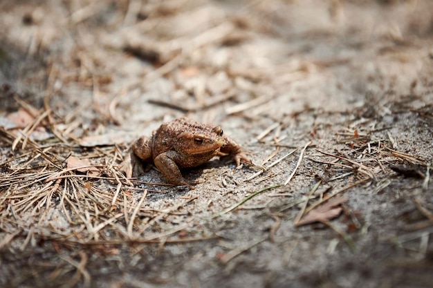 Crapaud européen commun sur sol forestier mignon crapaud adulte dans la nature en attente d'insectes pour se nourrir