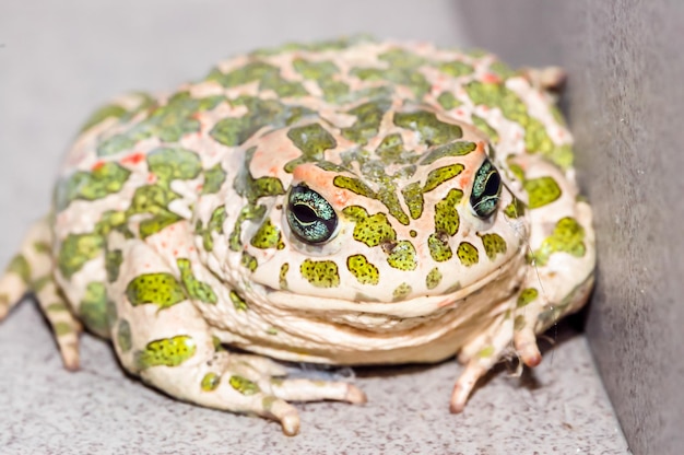 Le crapaud européen commun