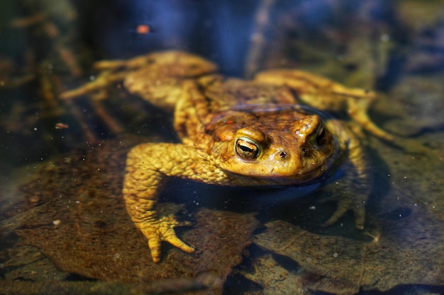 Crapaud grenouille dans l'eau sur les feuilles au printemps